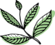feuille_1.png