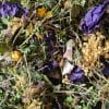 Tisane Maux d'Hiver