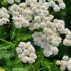 Tisane Achillée millefeuille Bio