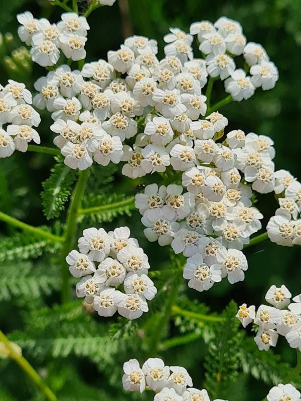 Tisane Achillée millefeuille Bio