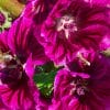 Tisane Mauve Bio
