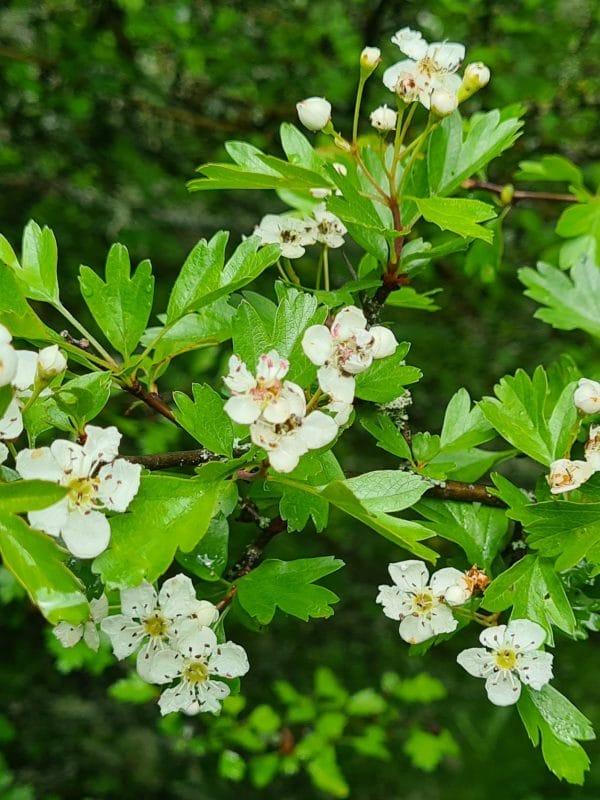 Tisane Aubépine Bio