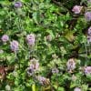 Tisane Menthe pamplemousse Bio