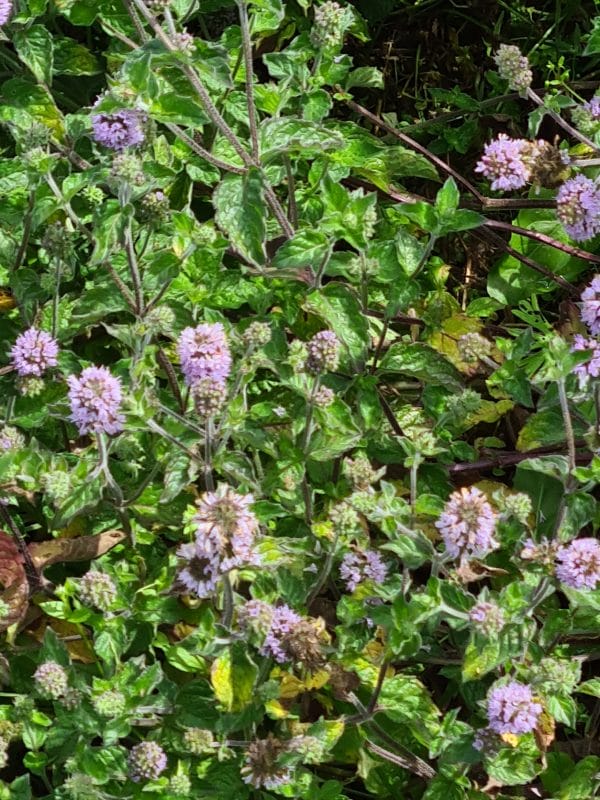 Tisane Menthe pamplemousse Bio Tisane Menthe pamplemousse Bio