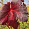 Tisane Vigne rouge Bio