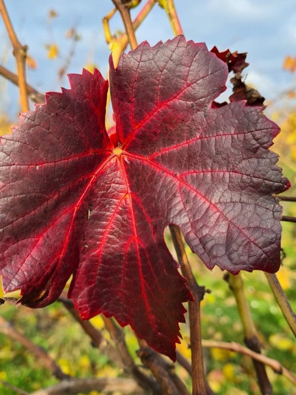 Tisane Vigne rouge Bio Tisane Vigne rouge Bio