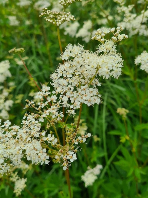 Tisane Reine des prés Bio