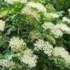Tisane Sureau Bio