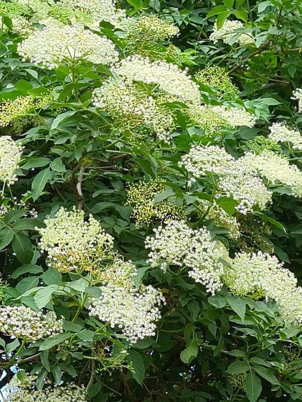 Tisane Sureau Bio Tisane Sureau Bio