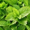 Tisane Mélisse Bio