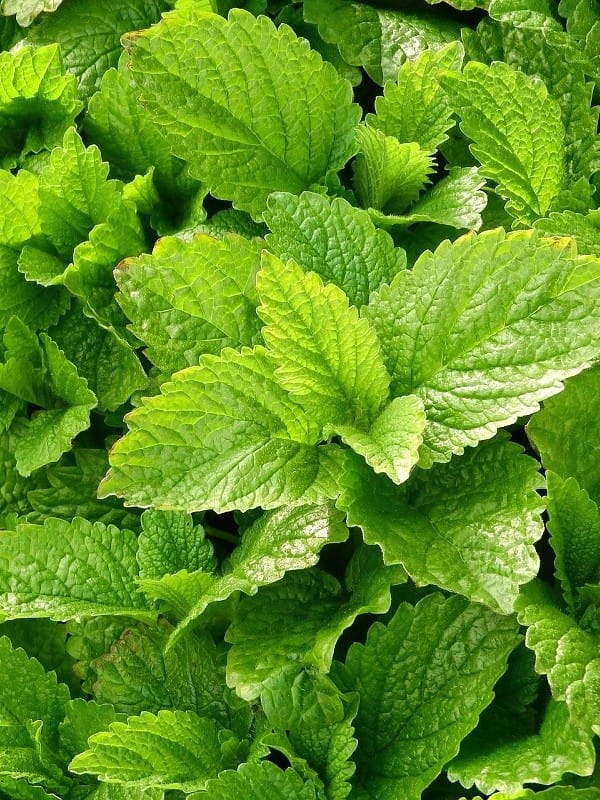 Tisane Mélisse Bio
