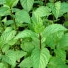 Tisane Menthe poivrée Bio