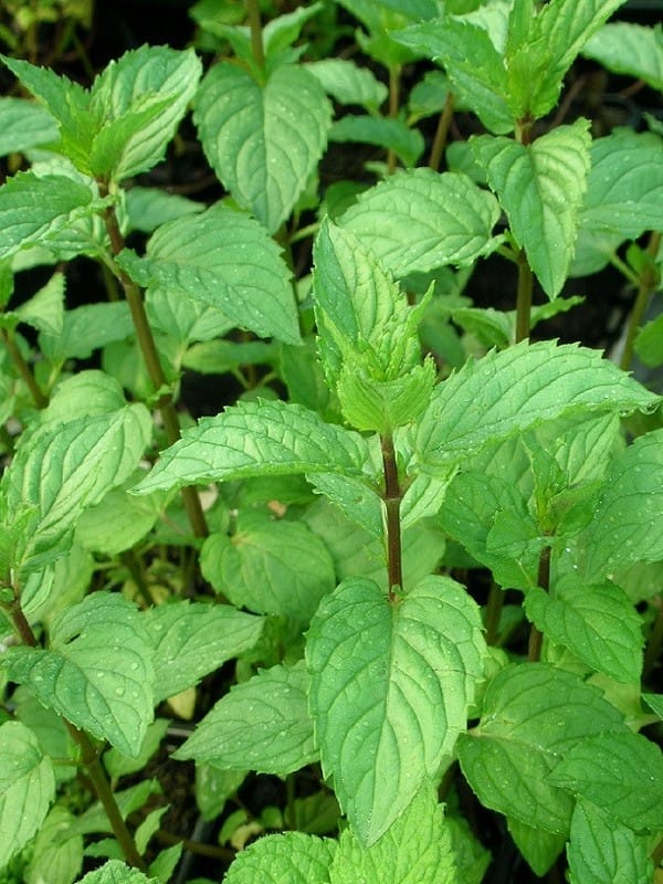 Tisane Menthe poivrée Bio Tisane Menthe poivrée Bio