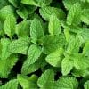 Tisane Menthe Marocaine Nanah Bio