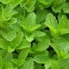 Tisane Menthe douce Bio