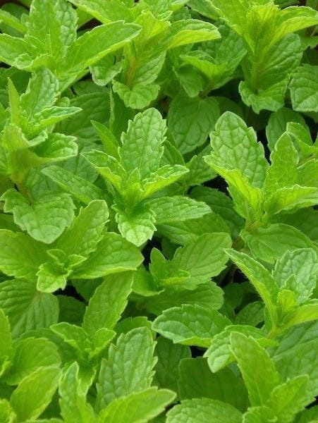 Tisane Menthe douce Bio Tisane Menthe douce Bio