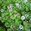 Tisane Menthe bergamote Bio