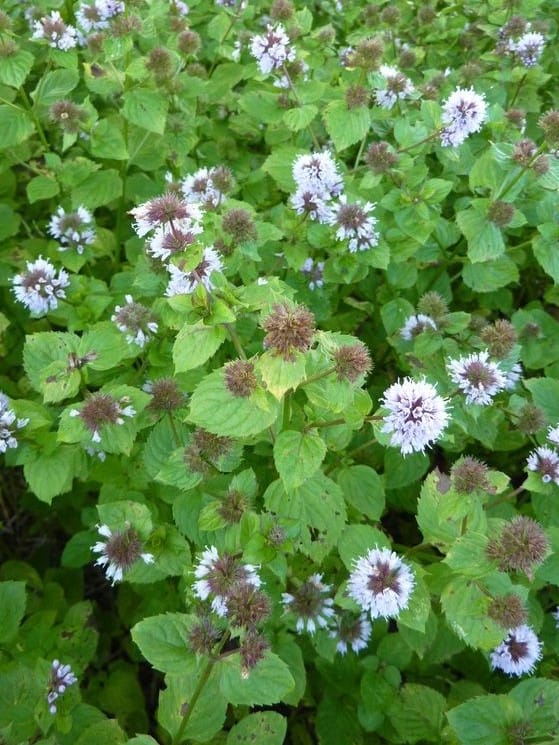 Tisane Menthe bergamote Bio Tisane Menthe bergamote Bio