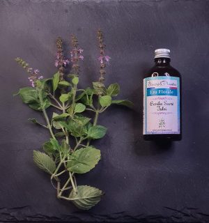Hydrolat de Basilic sacré Tulsi BIO