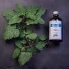 Hydrolat de Mélisse BIO