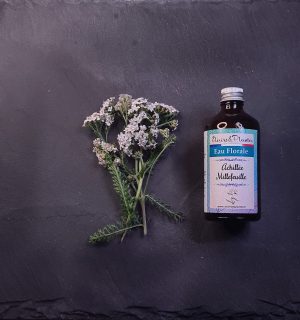 Eau florale d'Achillée millefeuille BIO
