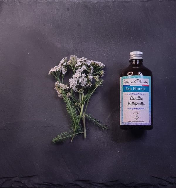 Eau florale d'Achillée millefeuille BIO Eau florale d'Achillée millefeuille BIO