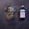 Eau florale de carotte sauvage BIO