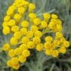 Eau florale d'Hélichryse italienne BIO
