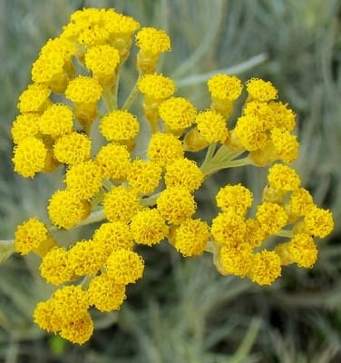 Eau florale d'Hélichryse italienne BIO