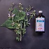 Eau florale de Sauge sclarée BIO