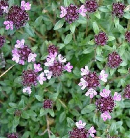 Hydrolat de thym BIO