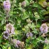 Sirop de menthe pamplemousse Bio