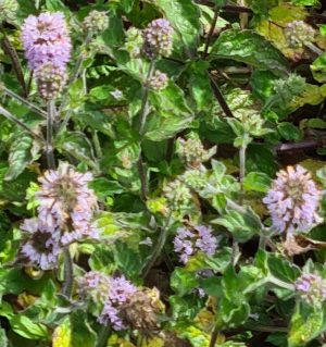 Sirop de menthe pamplemousse Bio