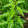 Sirop de verveine citronnée Bio