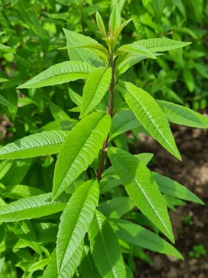 Sirop de verveine citronnée Bio Sirop de verveine citronnée Bio