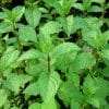 Sirop de menthe glacé Bio