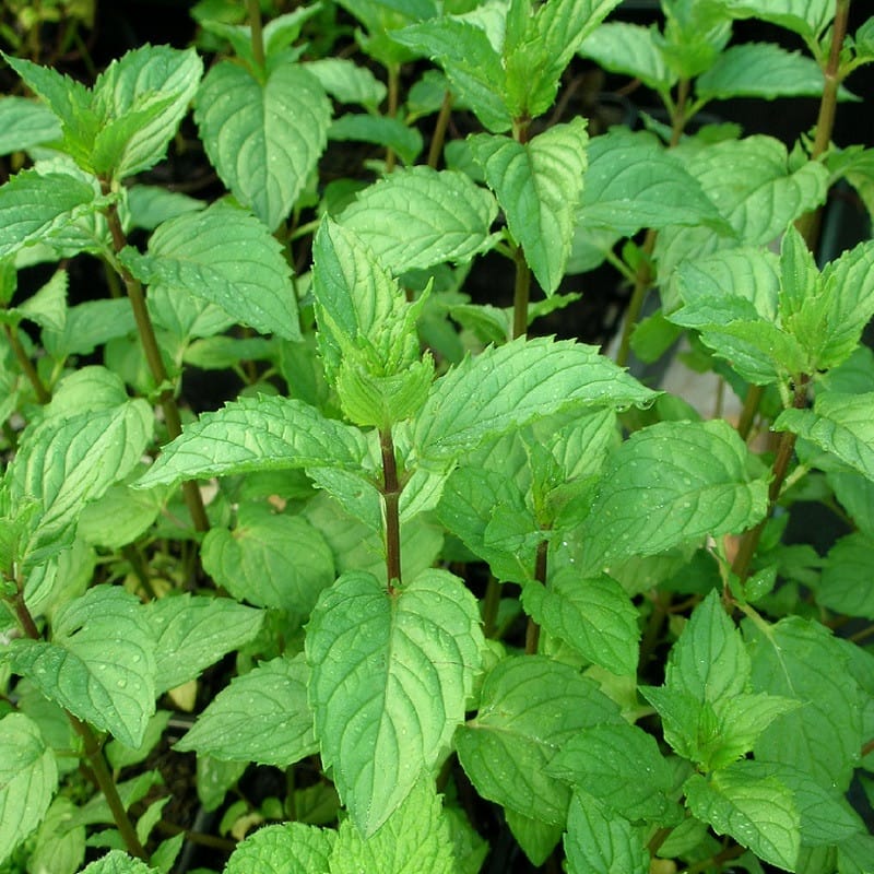 Sirop de menthe glacé Bio