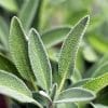 Vinaigre à la sauge Bio