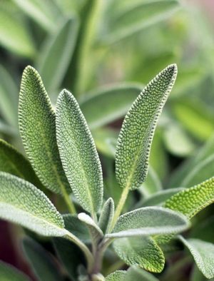 Vinaigre à la sauge Bio