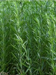 Vinaigre à l'estragon Bio