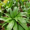 Pesto à l'ail des ours Bio