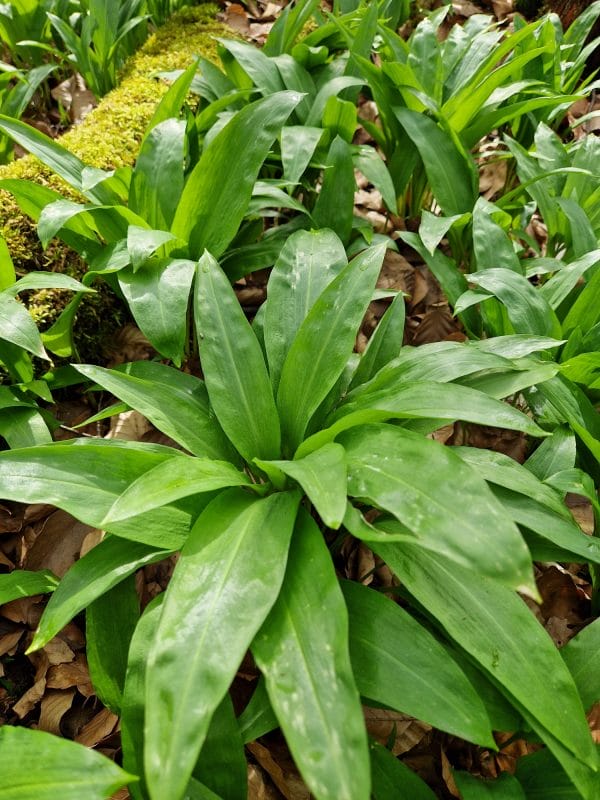 Pesto à l'ail des ours Bio