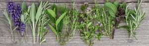 Pesto ail des ours Bio